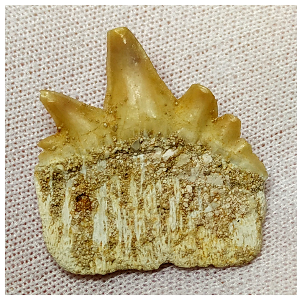 15082 - Nicely Preserved Rare Notidanodon loozi (Cow Shark) Tooth - Rare species!