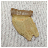 19002 - Top Rare Stephanodus Partial Dentary Late Cretaceous Fish