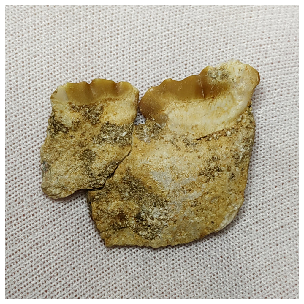 19005 - Top Rare Stephanodus Partial Dentary Late Cretaceous Fish ...