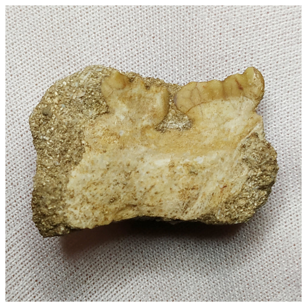 19006 - Top Rare Stephanodus Partial Dentary Late Cretaceous Fish ...