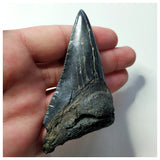 13025 - Nice Black and Strongly Serrated 3.22 Inch Carcharocles Megalodon Shark Tooth