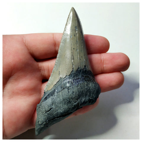 13026 - Nice Sharp & Strongly Serrated 4.09 Inch Carcharocles Megalodon Shark Tooth