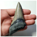 13026 - Nice Sharp & Strongly Serrated 4.09 Inch Carcharocles Megalodon Shark Tooth