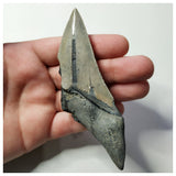 13026 - Nice Sharp & Strongly Serrated 4.09 Inch Carcharocles Megalodon Shark Tooth