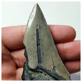 13026 - Nice Sharp & Strongly Serrated 4.09 Inch Carcharocles Megalodon Shark Tooth