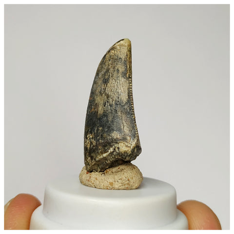 S39 - Rare Afrovenator abakensis Megalosaurid Dinosaur Tooth Jurassic Tiouraren Fm