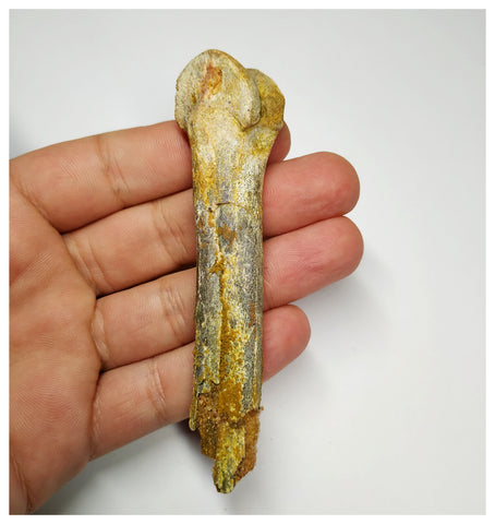 J61 - Top Rare 3.74 Inch Cretaceous Azhdarchid Pterosaur Metacarpal Bone KemKem