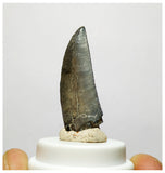 H7 - Kryptops palaios Abelisaurid Theropod Dinosaur Tooth Cretaceous Elrhaz Fm