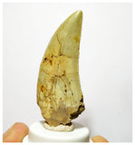 H2 - Rare Afrovenator abakensis Megalosaurid Dinosaur Tooth Jurassic Tiouraren Fm