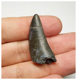 T4- Nicely Serrated Eocarcharia dinops Dinosaur Tooth - Cretaceous Elrhaz Fm Tenere Desert