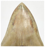 T129 - Insane Huge Serrated 5.51'' Megalodon Tooth from Rare Indonesia Location