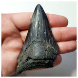 13025 - Nice Black and Strongly Serrated 3.22 Inch Carcharocles Megalodon Shark Tooth