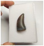 T3- Nicely Serrated Eocarcharia dinops Dinosaur Tooth - Cretaceous Elrhaz Fm Tenere Desert