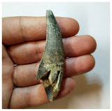 H40 - Rooted Suchomimus tenerensis Dinosaur Tooth Lower Cretaceous Elrhaz Fm