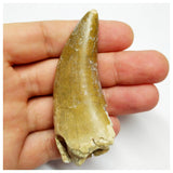 S20 - Eocarcharia dinops Dinosaur Tooth - Cretaceous Elrhaz Fm Tenere Desert