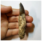 H18 - Fully Rooted 3.54'' Jobaria Sauropod Dinosaur Tooth Jurassic Tiouraren Fm