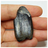 JS2 - Top Rare Jobaria tiguidensis Sauropod Dinosaur Tooth Jurassic Tiouraren Fm