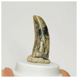 S22 - Rare Afrovenator abakensis Megalosaurid Dinosaur Tooth Jurassic Tiouraren Fm