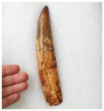 B20 - Insane Huge Rooted 18.4cm Spinosaurus Dinosaur Tooth Cretaceous KemKem Beds