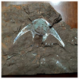 G42 - Extremely Rare Stensiopelta pustulata Devonian Fossil Fish Skull - Ukraine