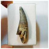 H40 - Rooted Suchomimus tenerensis Dinosaur Tooth Lower Cretaceous Elrhaz Fm