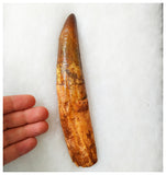 B20 - Insane Huge Rooted 18.4cm Spinosaurus Dinosaur Tooth Cretaceous KemKem Beds