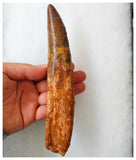 B20 - Insane Huge Rooted 18.4cm Spinosaurus Dinosaur Tooth Cretaceous KemKem Beds