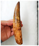 B20 - Insane Huge Rooted 18.4cm Spinosaurus Dinosaur Tooth Cretaceous KemKem Beds