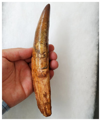 B20 - Insane Huge Rooted 18.4cm Spinosaurus Dinosaur Tooth Cretaceous KemKem Beds