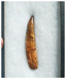 B20 - Insane Huge Rooted 18.4cm Spinosaurus Dinosaur Tooth Cretaceous KemKem Beds