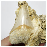 T126 - Finest Quality Serrated 2.55'' Megalodon Tooth in Matrix Indonesia Location