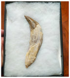 G54 - Top Rare Huge 14,1cm Basilosaurus (Whale Ancestor) Incisor Rooted Tooth