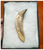 G54 - Top Rare Huge 14,1cm Basilosaurus (Whale Ancestor) Incisor Rooted Tooth