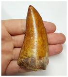 T51 - Gem Grade 3.14 Inch Carcharodontosaurus Dinosaur Tooth - Cretaceous KemKem