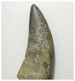 H5 - Rare Eocarcharia dinops Carcharodontosaurid Dinosaur Tooth - Elrhaz Fm