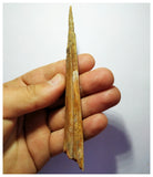 G82 - Exceedingly Rare 5.11 Inch Cretaceous Azhdarchid Pterosaur Dentary Bone