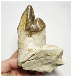 T143 - Rare Huge 4.29 Inch Basilosaurus (Whale Ancestor) Molar Rooted Tooth in Jaw Bone