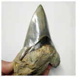 T124 - Finest Quality Serrated 4.80'' Megalodon Tooth in Matrix Indonesia Location