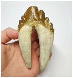 T59 - Rare Huge 4.21 Inch Basilosaurus (Whale Ancestor) Molar Rooted Tooth