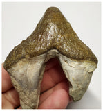 T142 - Rare Huge 3.14 Inch Basilosaurus (Whale Ancestor) Molar Rooted Tooth