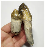 T140 - Rare Huge 3.93 Inch Basilosaurus (Whale Ancestor) Molar Rooted Tooth