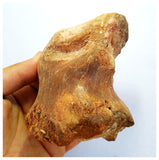 G77- Museum Grade 3.93'' Rare Rebbachisaurid Sauropod Dinosaur Phalanx Toe Bone