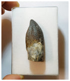 H20 - Nicely Preserved Jobaria Sauropod Dinosaur Tooth Jurassic Tiouraren Fm