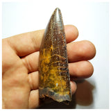 G92 - Gem Grade 3.18 Inch Carcharodontosaurus Dinosaur Tooth - Cretaceous KemKem