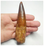 T92 - Huge 4.29 Inch Spinosaurus Dinosaur Tooth Upper Cretaceous KemKem Beds