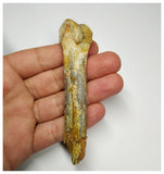 J61 - Top Rare 3.74 Inch Cretaceous Azhdarchid Pterosaur Metacarpal Bone KemKem