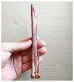 G146 - Rare Cretaceous 6.49'' Azhdarchid Pterosaur Unidentified Limb Bone