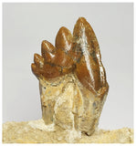 T109 - Rare Huge 4.52 Inch Basilosaurus (Whale Ancestor) Molar Rooted Tooth in Jaw Bone