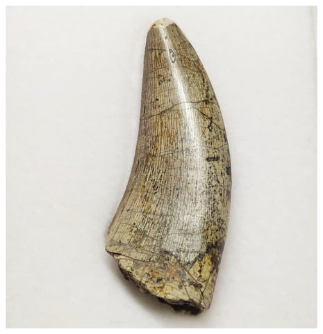 T5 - Finest Grade Afrovenator abakensis Megalosaurid Dinosaur Tooth Jurassic Tiouraren Fm