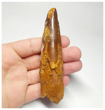 T93- Impressive Huge 4.01 Inch Spinosaurus Dinosaur Tooth Cretaceous KemKem Beds